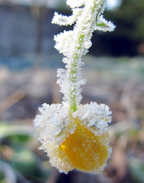 Datei:SG Blume reif1.jpg