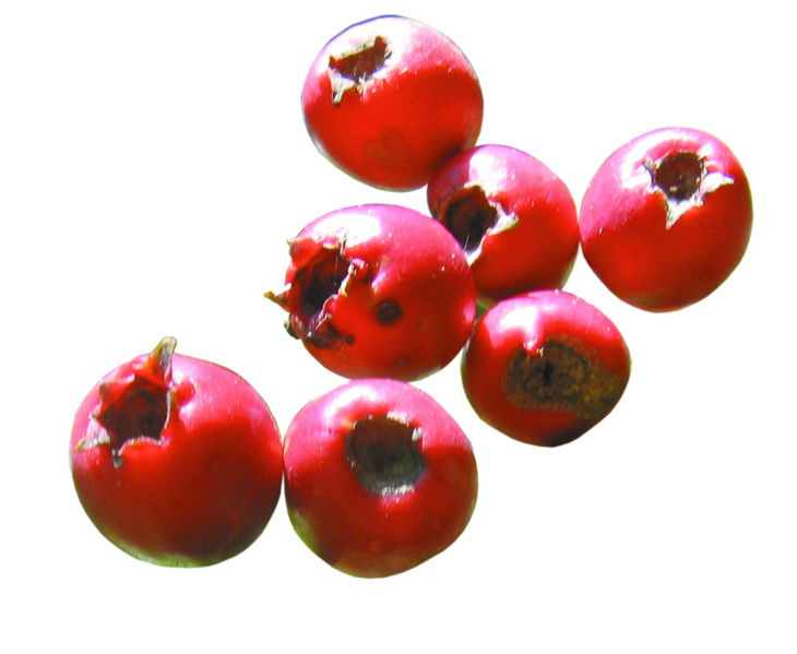 Datei:Weißdorn freigestellt.jpg