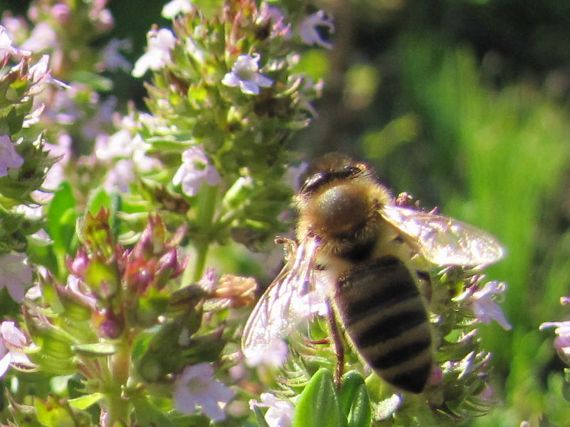 Datei:SG Bienenflug.jpg