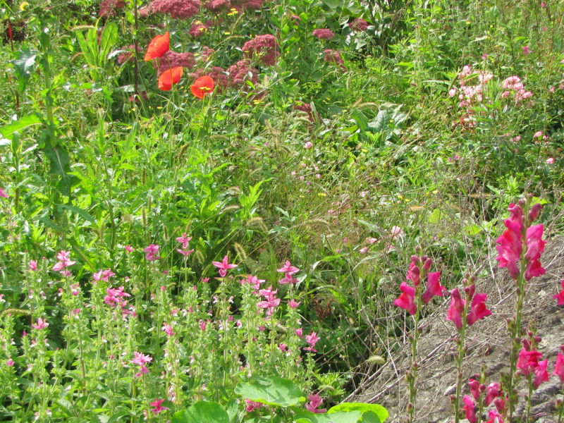 Datei:Naturgarten Diversität1.jpg