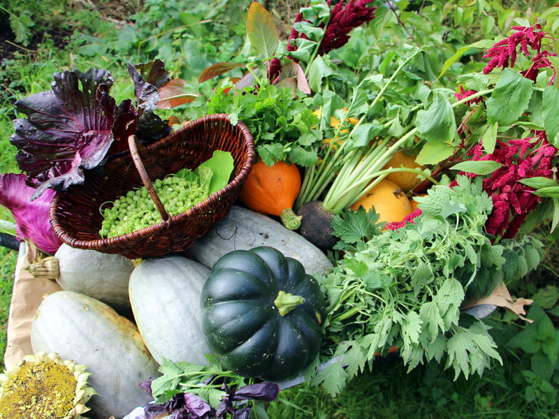 Datei:SH-Ernte Scheibtruhe1.jpg