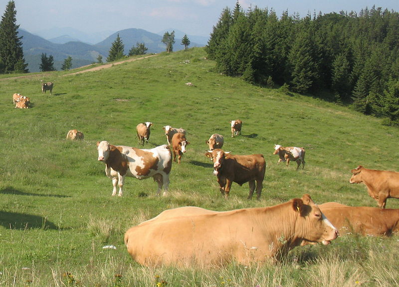 Datei:Glückliche Kühe - Eisensstein.jpg