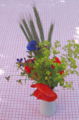 SG Mohnblüten strauß.jpg