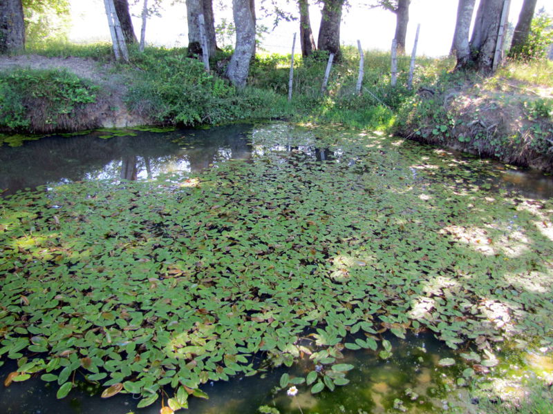 Datei:Träne v SandlerKapelle.jpg