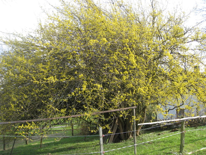Datei:Weanerhäusldirndl-Blüte09-02.JPG