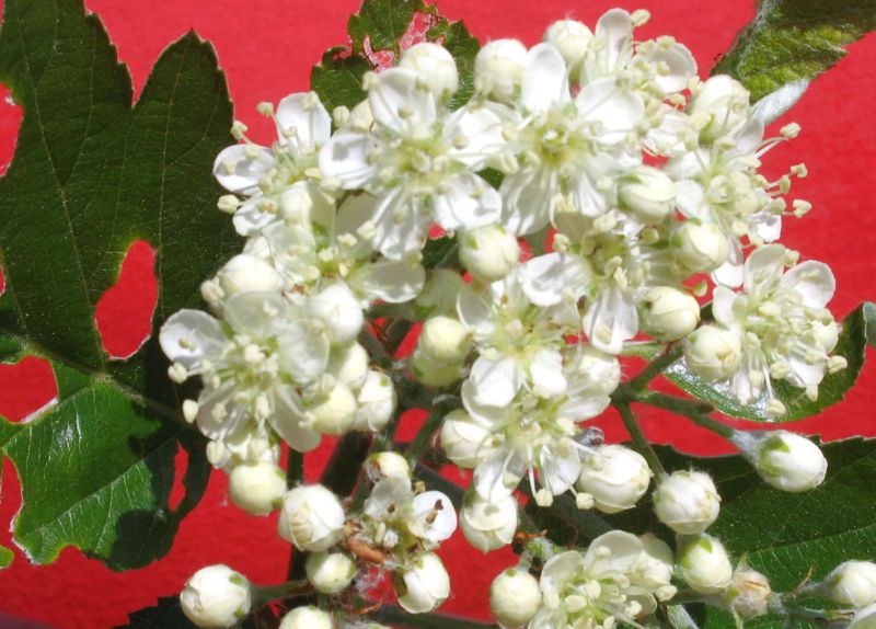 Datei:Mehlbeerblüte.jpg