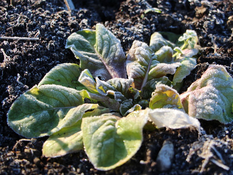 Datei:SG Wintersalat Reif Dez.JPG