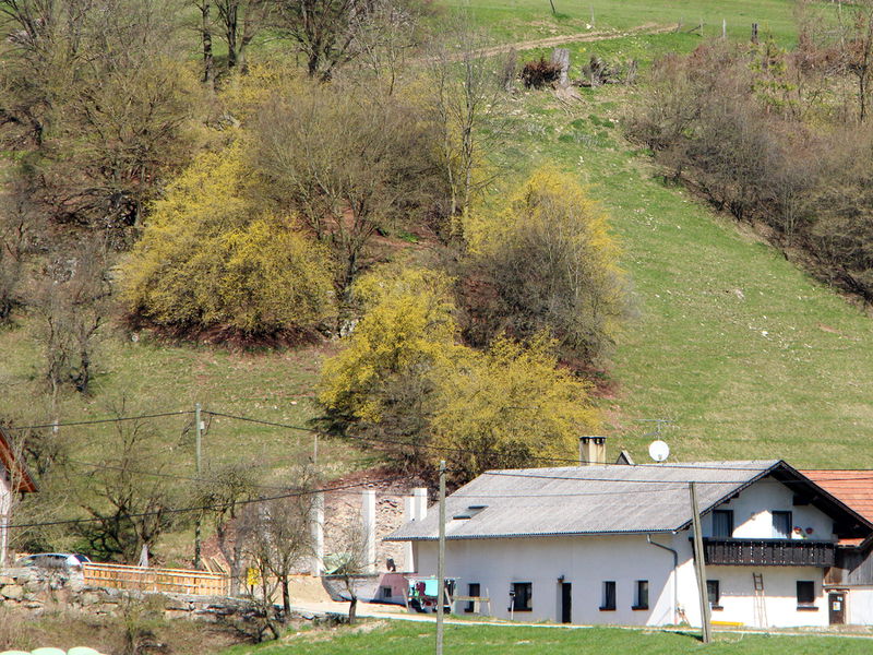 Datei:Blühende Dirndlstauden oberhalb Steiner.JPG