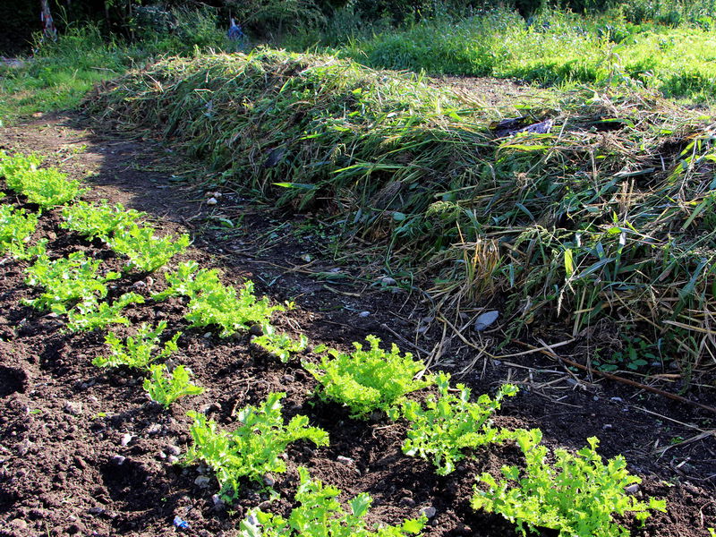 Datei:SG Endiviensalat Kompost.jpg