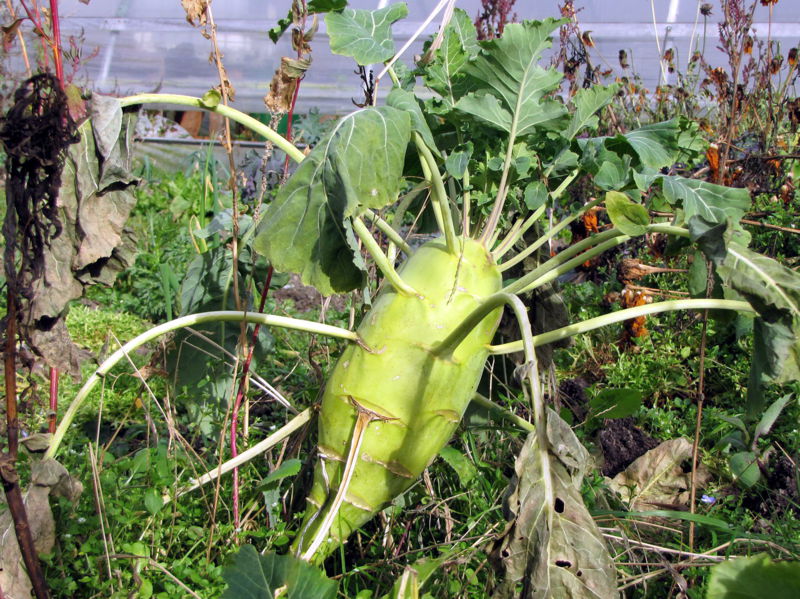 Datei:SG Kohlrabi.jpg