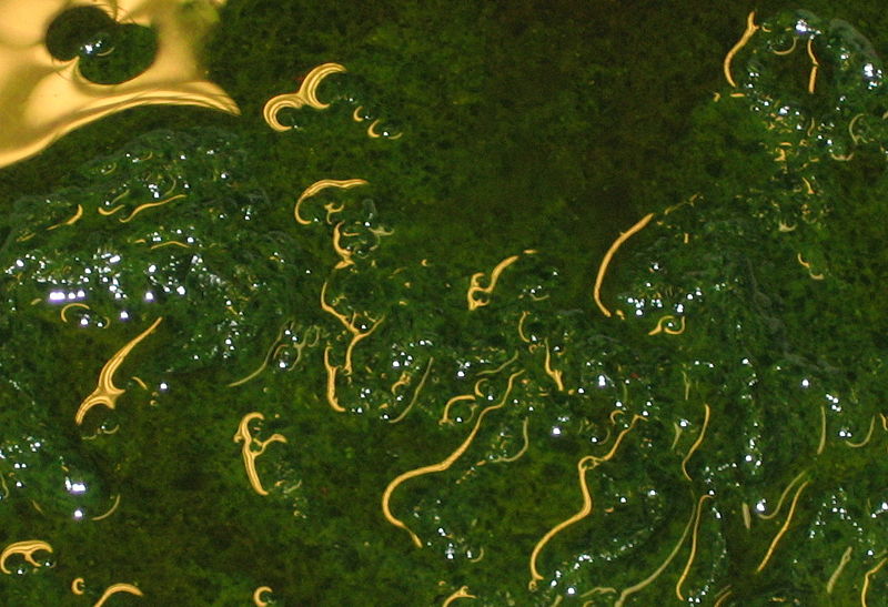 Datei:Bärlauchpesto.jpg