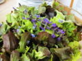 SG-Pflücksalat Buffet.jpg