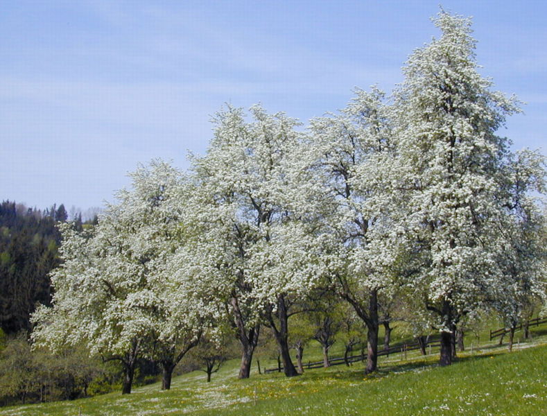 Datei:Blühender Birnzeiler FF.jpg