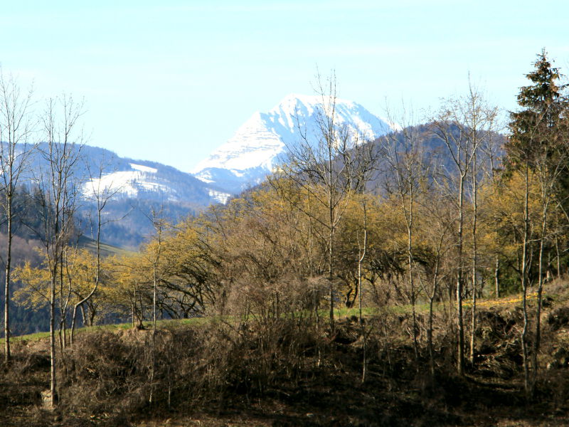 Datei:Dirndlblüte Eben Ötscher.JPG