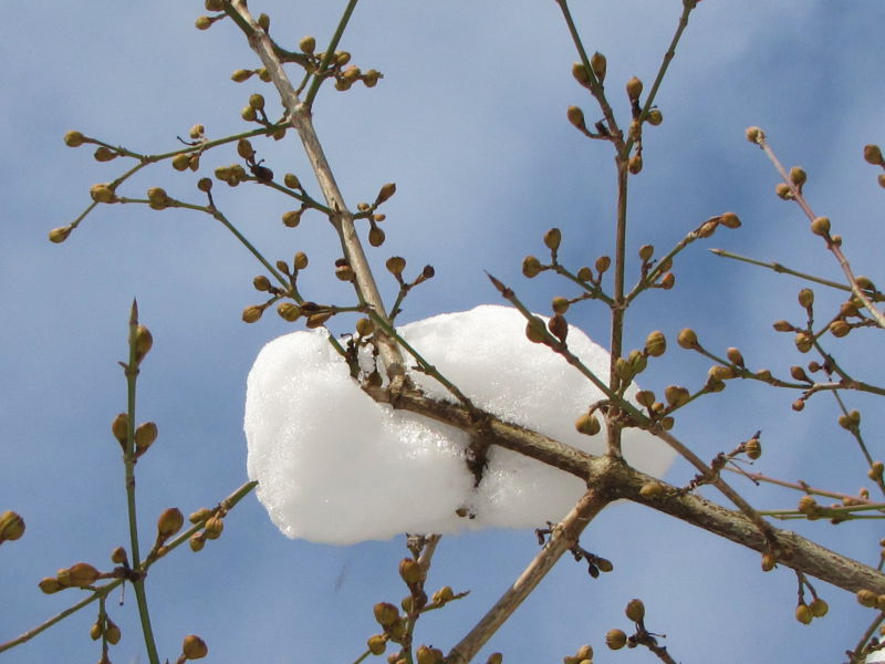 Datei:Dirndlknospen Schnee Feb.jpg