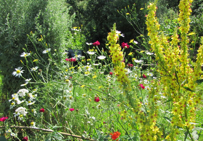 Datei:SG Blütenimpressionen2.jpg