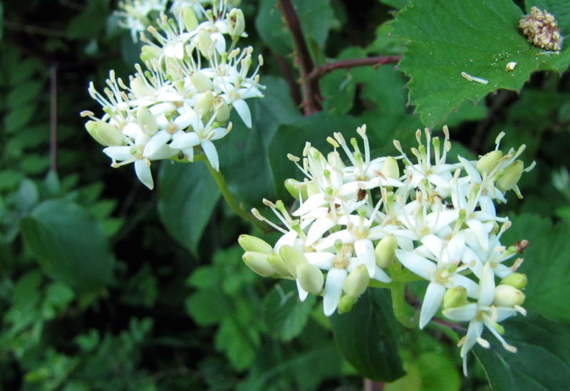 Datei:Blüte Roter Hartriegel.jpg