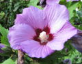 SG Malvenblüte.jpg