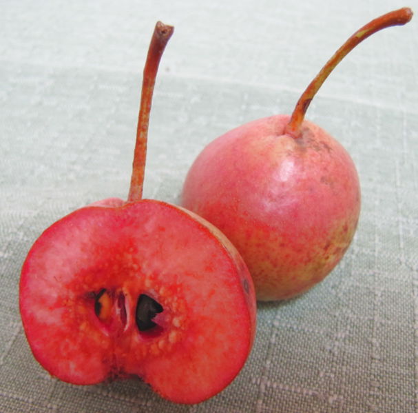 Datei:SG-rote Pichlbirne.jpg