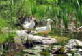 SGSüdgarten-Biotop Enten.jpg