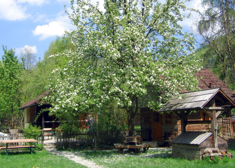 Datei:Nostg blühend Birnbaum-Z20.jpg