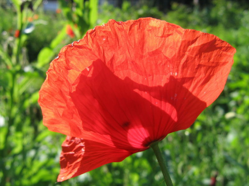 Datei:Klatschmohn - groß.jpg