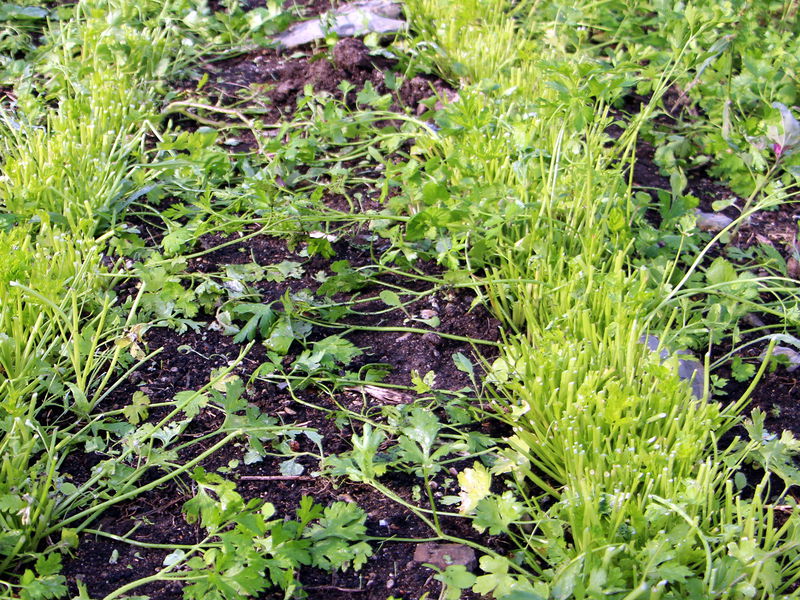 Datei:SG Abgeerntete Petersilie.jpg