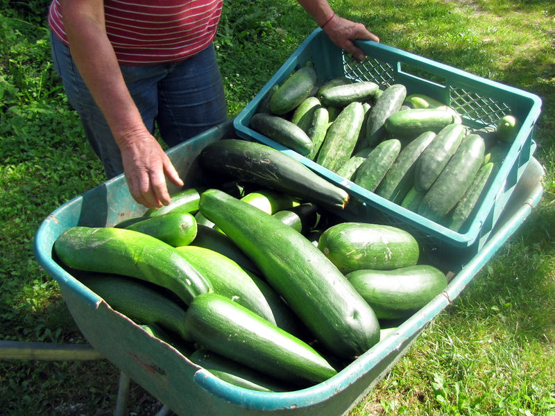 Datei:SG Ernte Gurken Zucch2.jpg