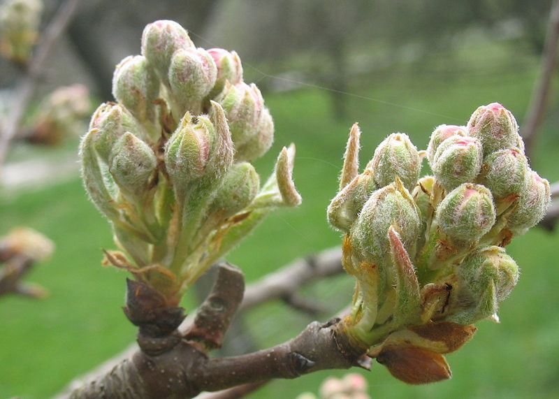 Datei:Birnenblütenknospen 1.jpg