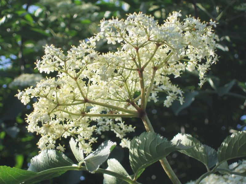 Datei:Hollerblüte.jpg