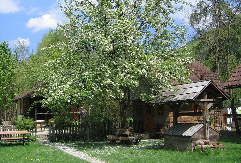 Datei:Nostgarten blühender Brinbaum2.jpg