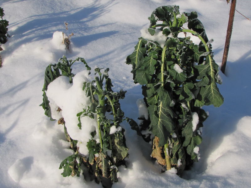 Datei:SG ewiger Kohl Winter.jpg