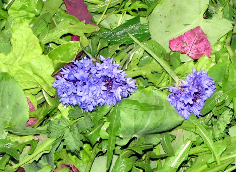 Datei:Wildkräutersalat Ernte1.jpg
