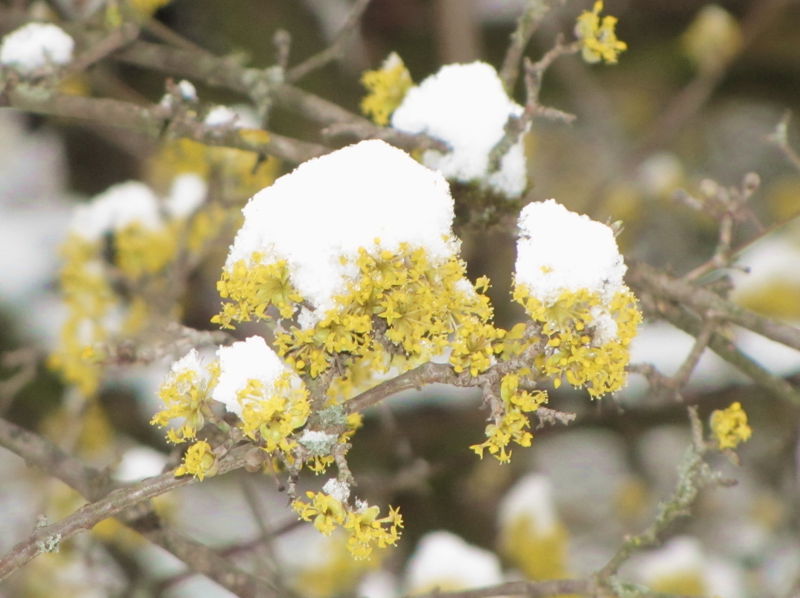 Datei:Dirndlblüte Schnee6.jpg