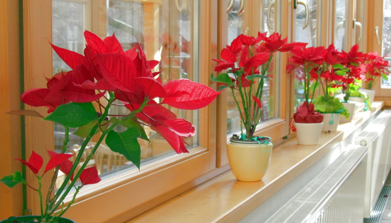 Datei:SH-Weihnachsterne Fenster.jpg