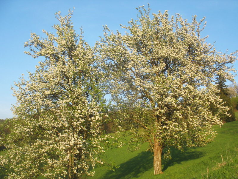 Datei:Birnenblüte am Gaisbühel 2010.jpg