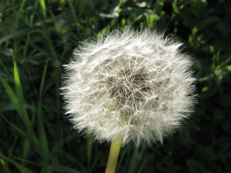 Datei:Löwenzahn verblüht2.jpg