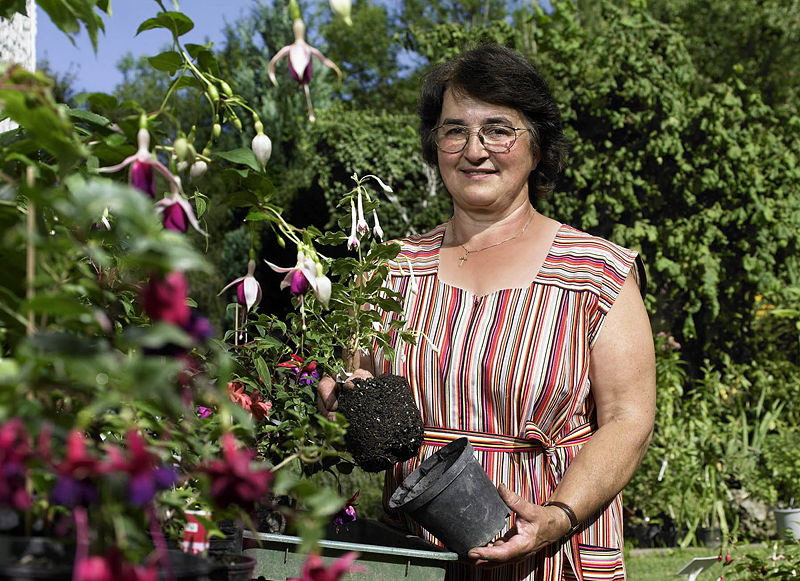 Datei:Fuchsien Vroni im Garten.jpg