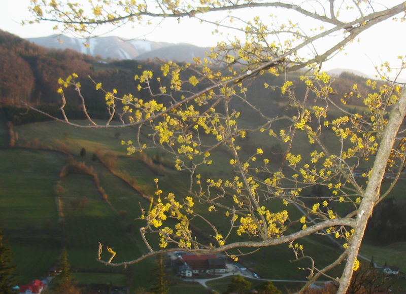 Datei:Erste Dirndlblüte 2010.jpg