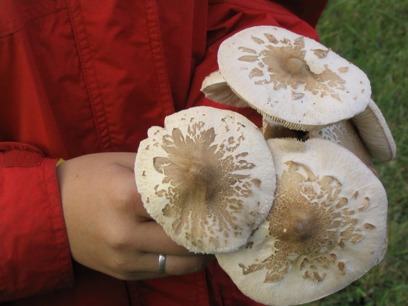 Datei:Parasolernte.jpg