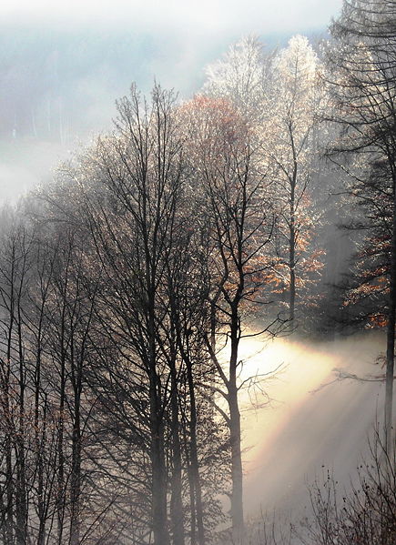 Datei:SD Morgennebel 3.jpg