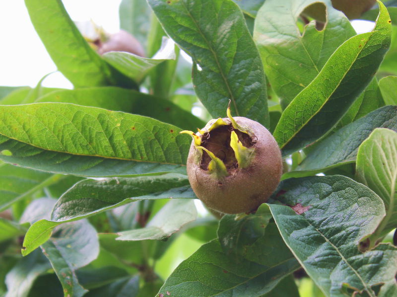 Datei:SG Asperlfrucht.jpg