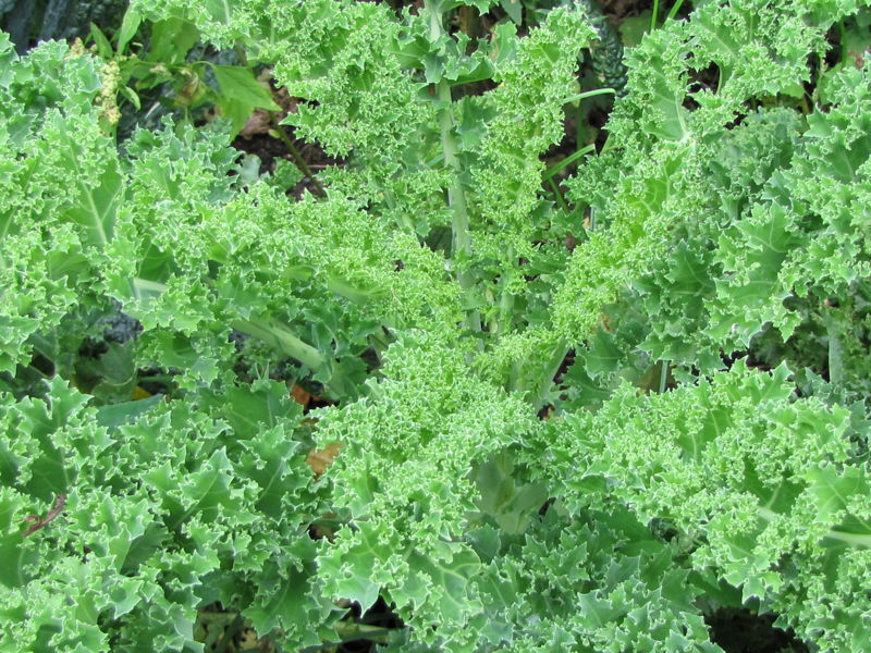 Datei:SG Kräuselkohl1.jpg