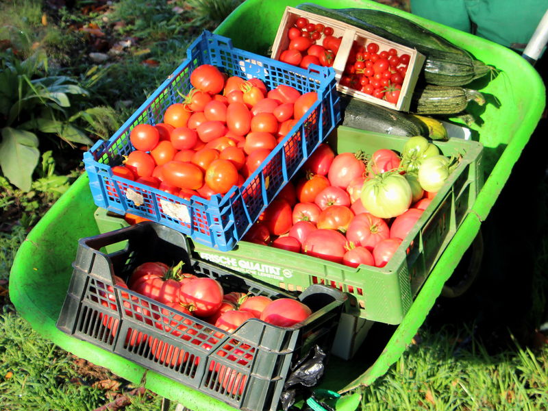 Datei:SG Paradeiser Scheibtruhe.jpg