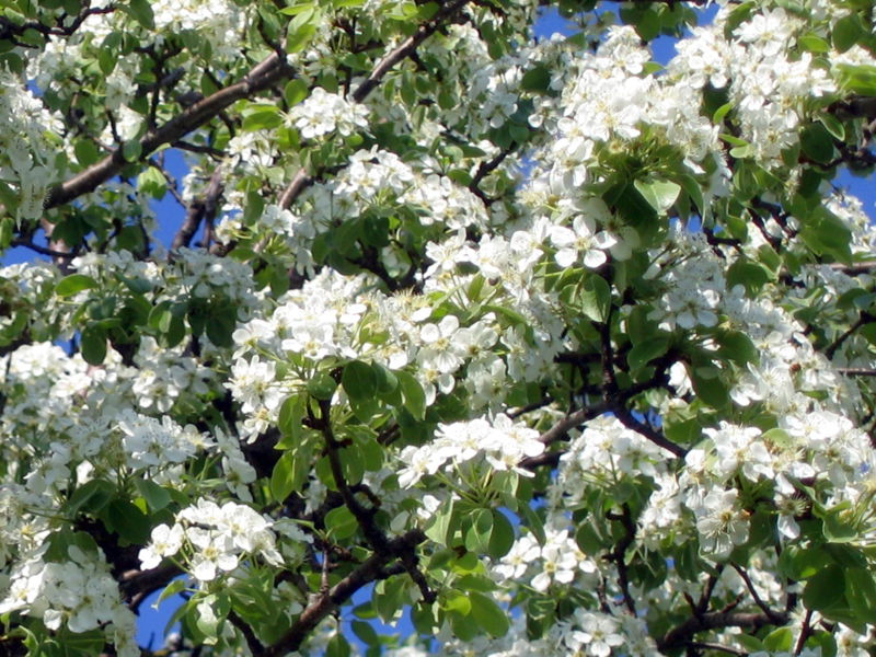 Datei:BIrnenblüten.jpg
