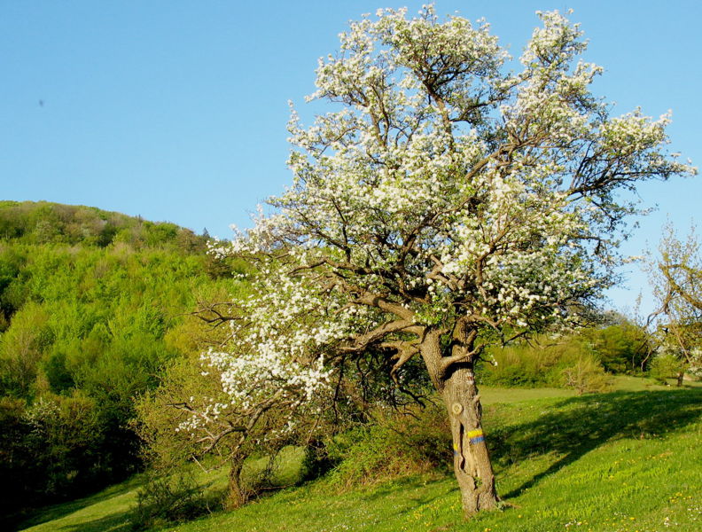 Datei:Birnbaumblüte Gaisbühel.jpg